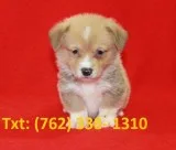 Quality pembroke welsh corgi puppies 