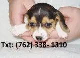 Hendi beagle puppies 