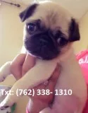 Baljed fawn pug puppies