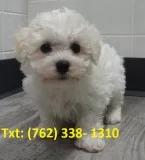 Lpeijs bichon frise puppies 