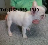Wmeaj french bulldog puppies 
