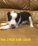 Border collie puppies to adopt