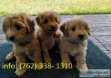 Cavoodle puppies (toy poodle x cavalier)