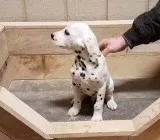 Trneki dalmatian puppies 