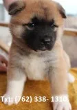 Mjeut akita puppies 