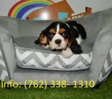 Cavalier king charles spaniel puppies