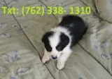 Sierh border collie puppies 