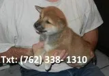 Shiba inu puppies available 