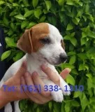 Broeh jack russell terrier puppies 