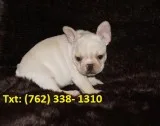 Beautiful french bulldog puppies