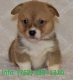 Newok pembroke welsh corgi puppies 
