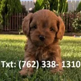 Cavoodle puppies 1st generation