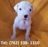 Socialized dogo argentino puppies 