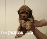Adorable outstanding toy poodle puppies