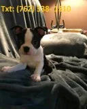 Pkleib boston terrier puppies 