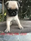 Pure bred fawn pug puppies