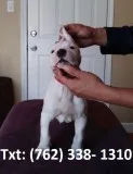 Niehjd dogo argentino puppies 