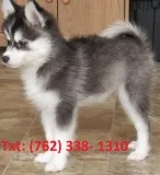 Nwhit alaskan klee kai puppies 