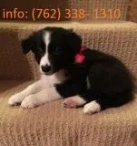 Border collie pups