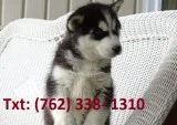 Alaskan malamute puppies pure breed