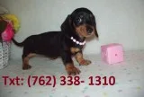 Pure smooth coat mini dachshund pups