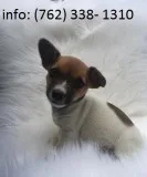 Wlejd jack russell terrier puppies 