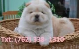 Nlihf chow chow puppies 