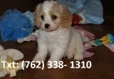 Bwiir cavachon puppies 