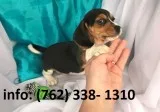 Kjfeg beagle puppies 