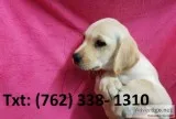 Nywp labrador puppies 