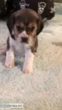 Puppy