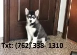 Yurned alaskan malamute puppies 