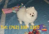 Pwkej pomeranian puppies 