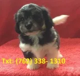 Nueg havanese puppies 