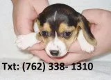 Dosbvh beagle puppies 
