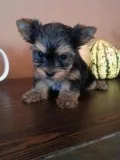 Small purebred yorkie puppies