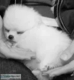 Cute teddybear pomeranians, kc reg