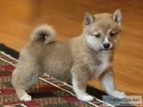  kc beautiful shiba inu puppy
