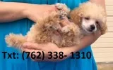 Dkjiek toy poodle puppies 