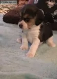 Puppy