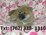 Nilsn shiba inu puppies 