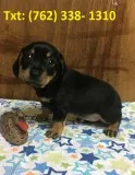 Lpehy miniature dachshund puppies 
