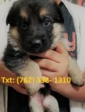 Nieubn german shepherd puppies 