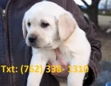Mufheb labrador retriever puppies 