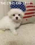 Thwind maltese puppies 