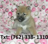 Mojhhw shiba inu puppies 