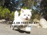 Mnhbte male/female maltese puppies for s
