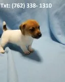 Freodh jack russell terrier puppies 
