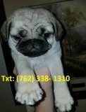 Jridilk pug puppies 