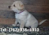 Yemwh labrador retriever puppies